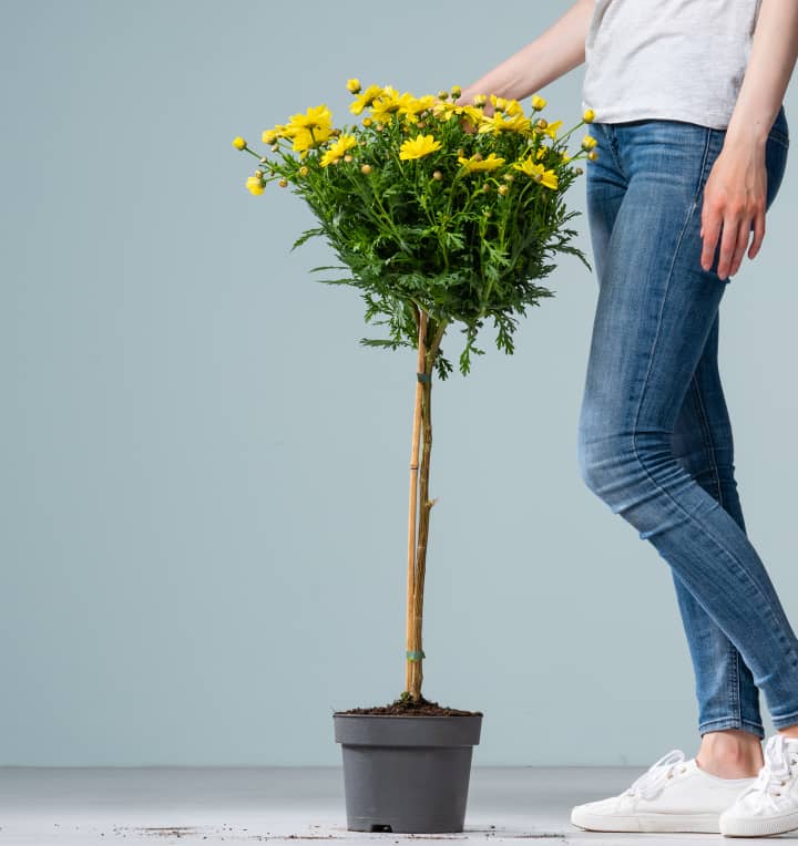 Gelbes Margeriten-Stämmchen