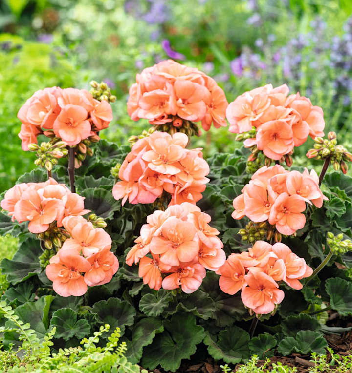 Geranien Lachsrosa 3 Stück