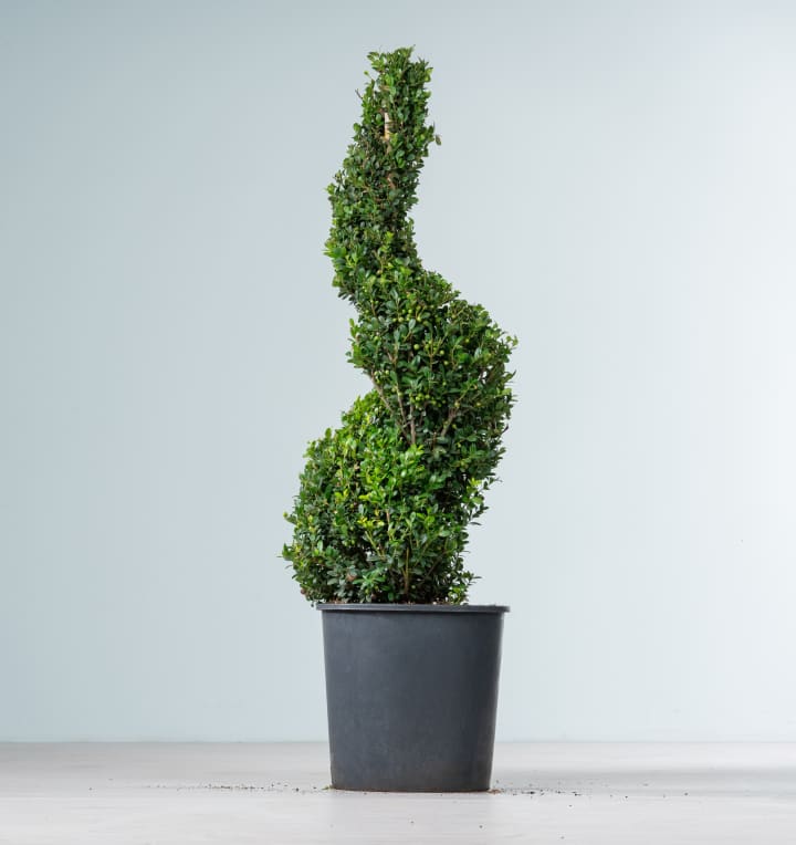 Ilex 'Dark Green®' - Spirale