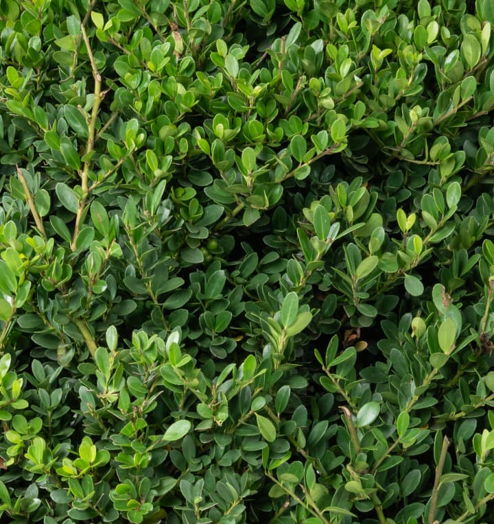 Ilex 'Dark Green®' - Kugel