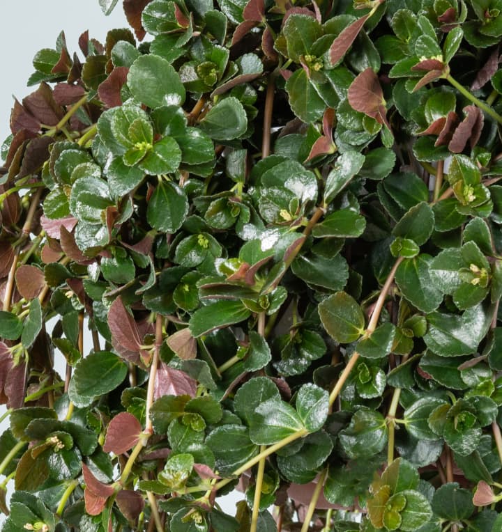 Pilea 'Depressa'