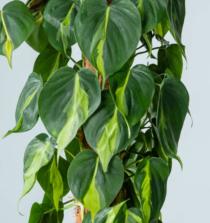 Philodendron 'Brasil' am Moosstab