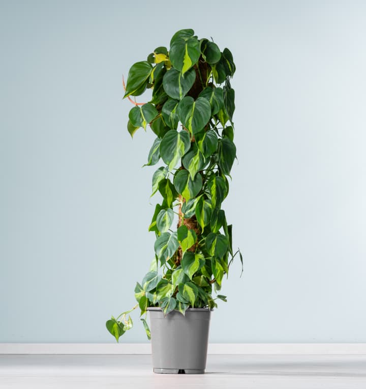 Philodendron 'Brasil' am Moosstab