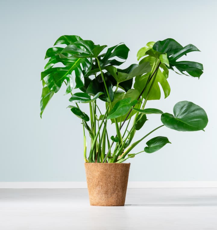 Monstera 'Deliciosa' - plastikfrei