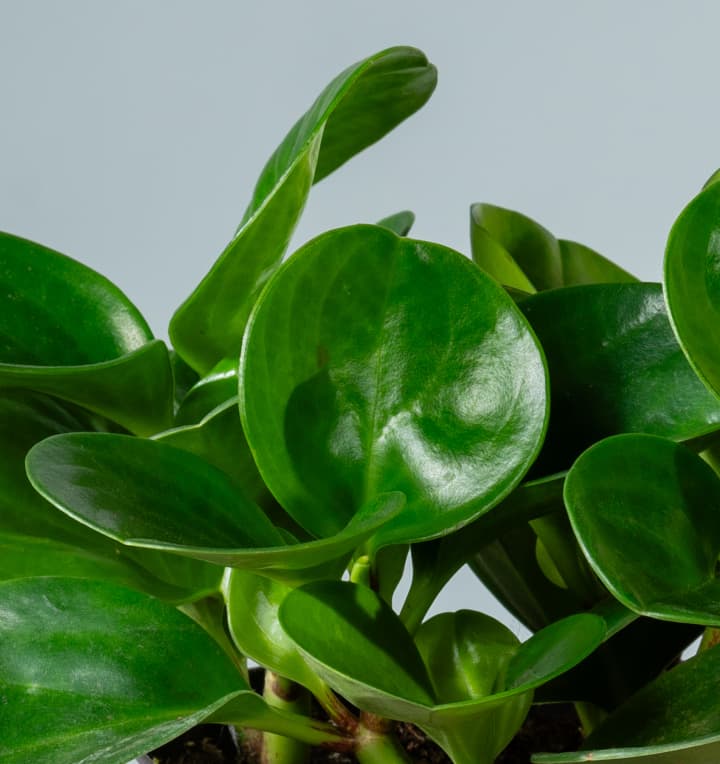 Peperomia 'Green'