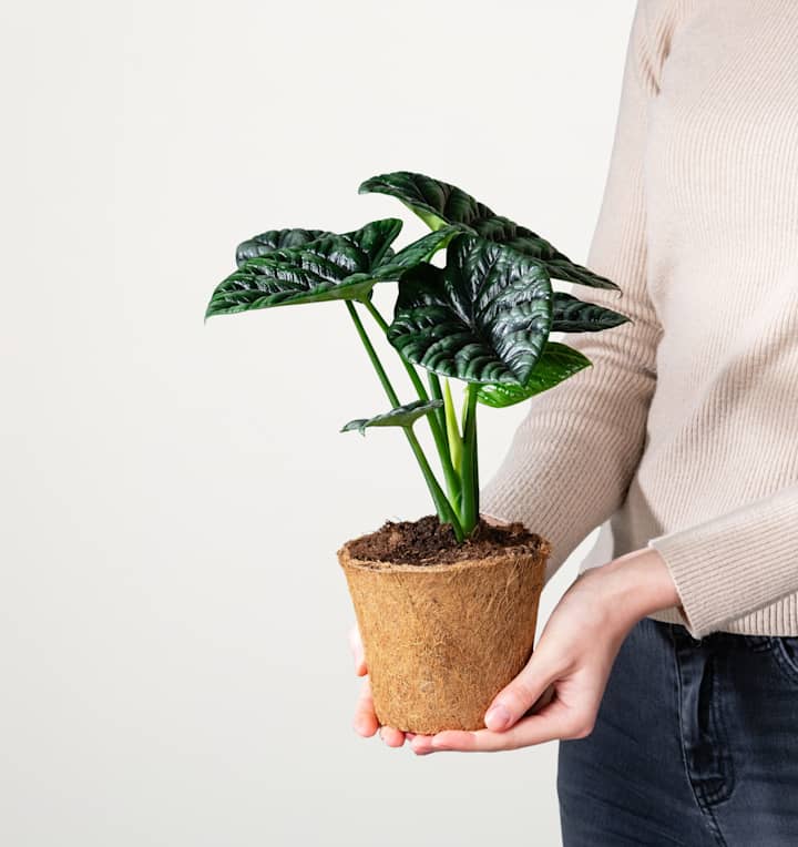 Alocasia 'Sinuata' - plastikfrei