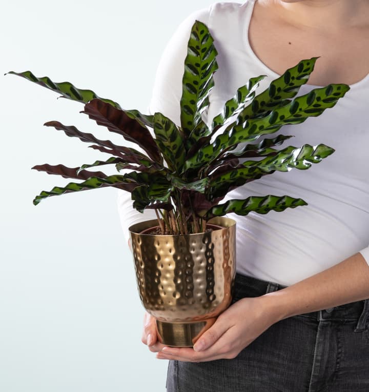 Calathea 'Insigne' - plastikfrei