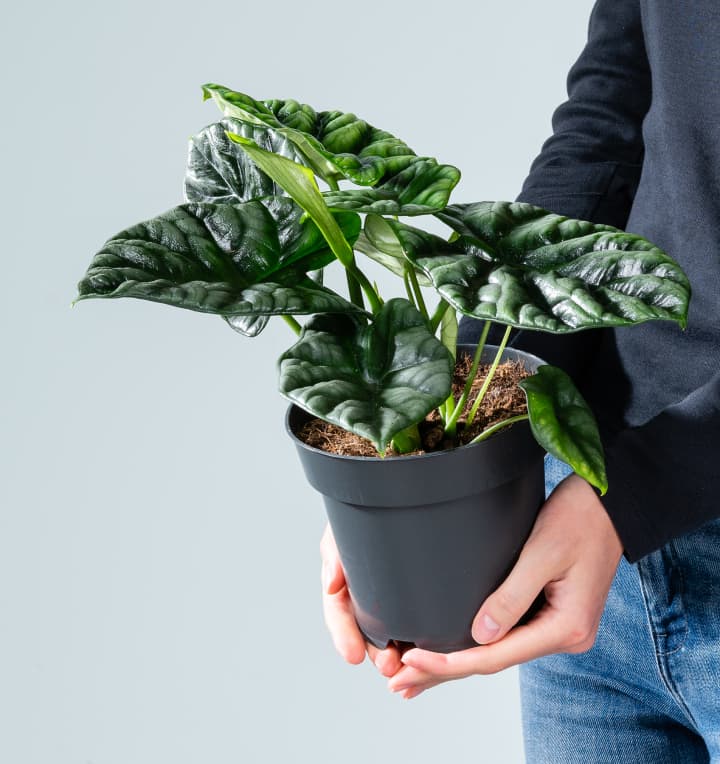 Alocasia 'Silver Dragon' - plastikfrei