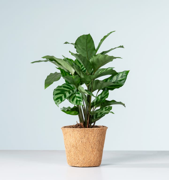 Calathea 'Freddie' -plastikfrei