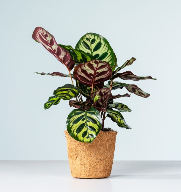 Calathea 'Makoyana' - plastikfrei