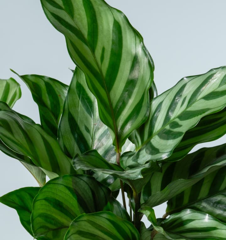 Calathea 'Freddie' -plastikfrei