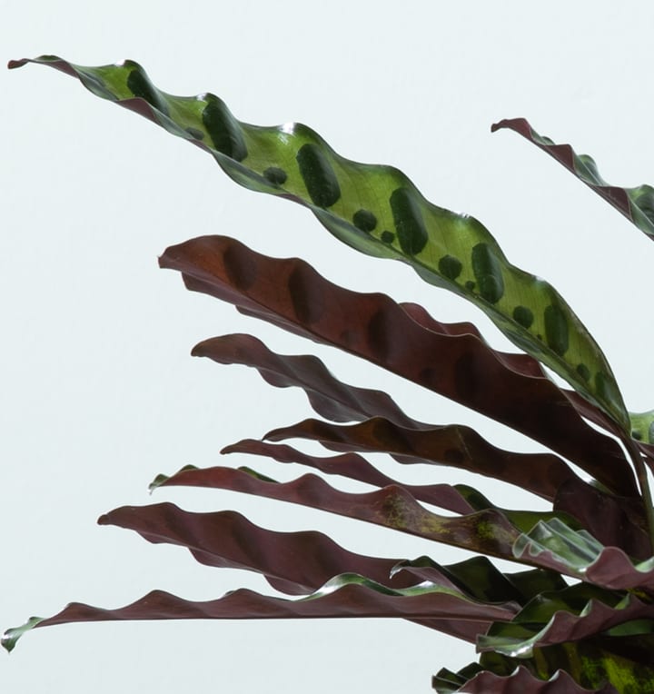 Calathea 'Insigne' - plastikfrei