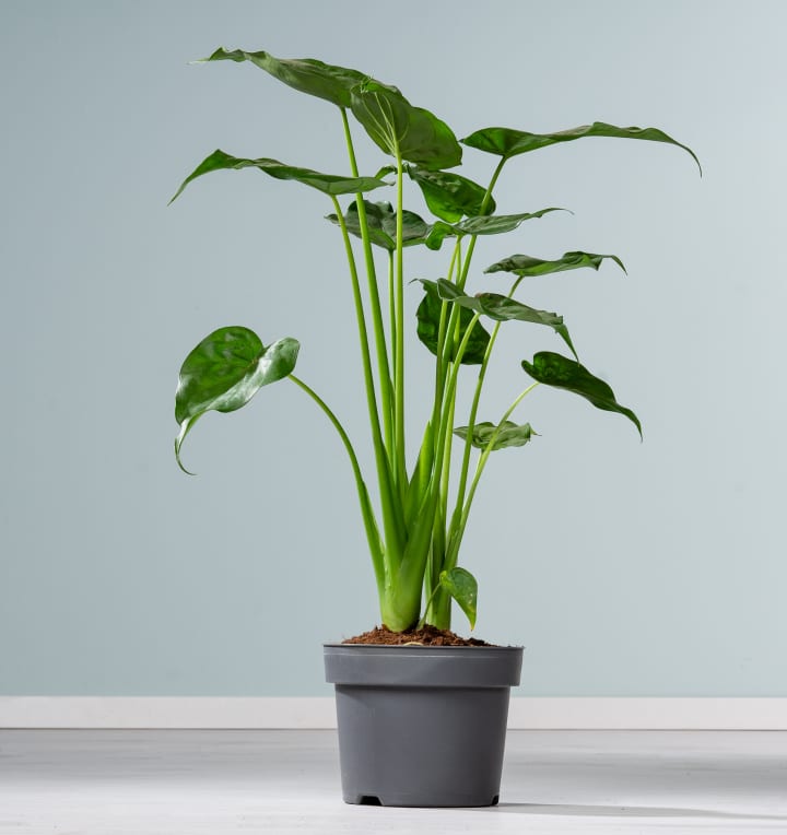 Alocasia 'Cucullata' XL