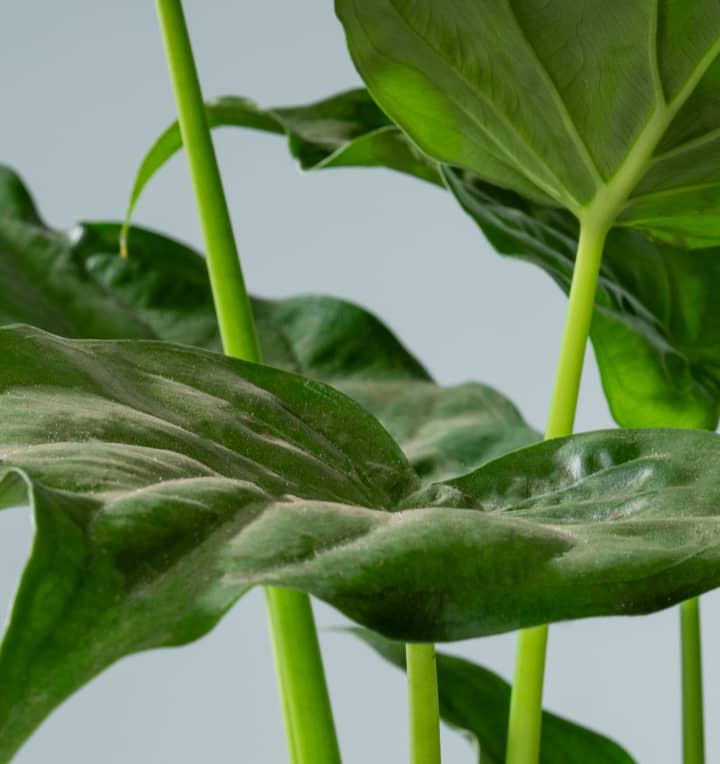 Alocasia 'Cucullata' XL