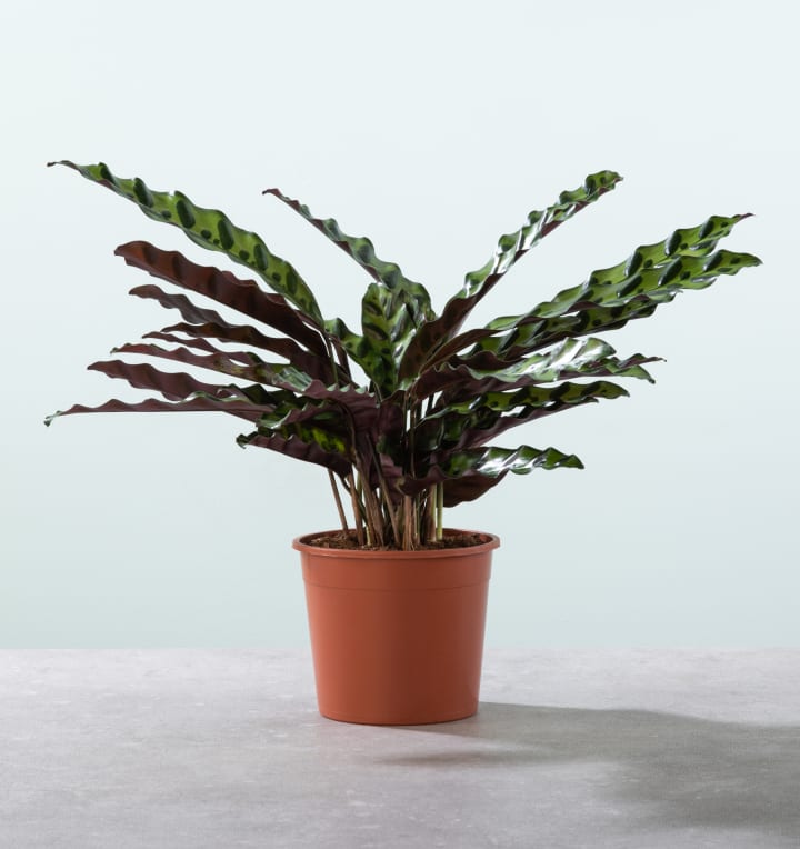 Calathea 'Insigne' - plastikfrei