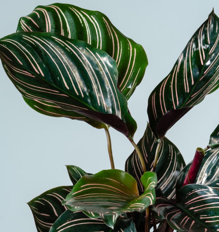 Calathea 'Sanderiana' - plastikfrei