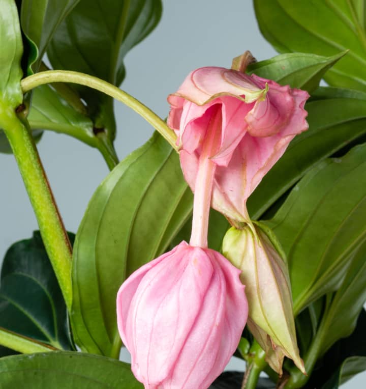 Medinilla magnifica Rosa - 4 Knospen