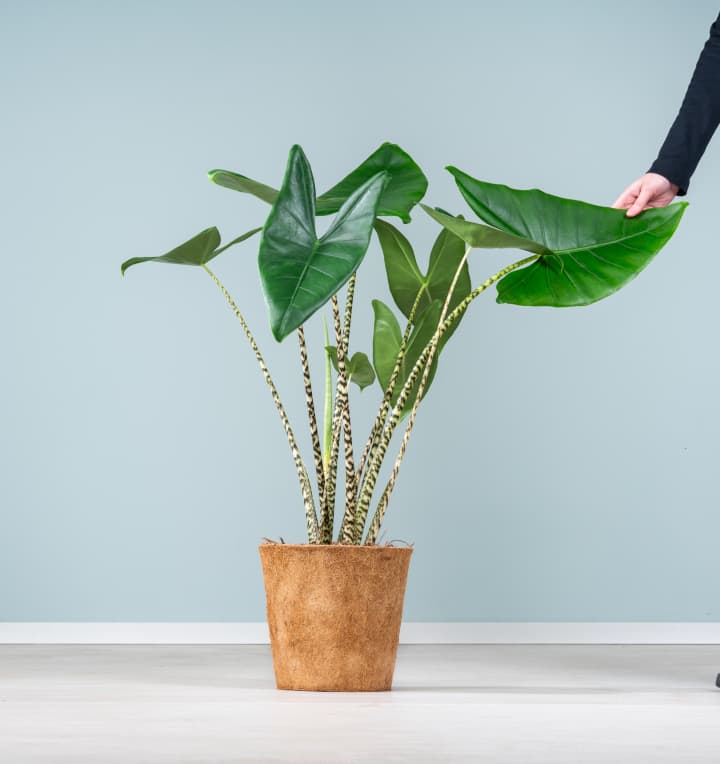 Alocasia 'Zebrina' - plastikfrei L