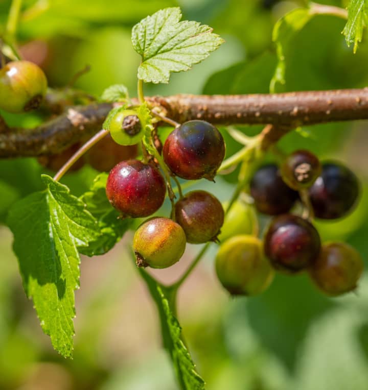 BIO Schwarze Johannisbeere 'Ben Sarek'