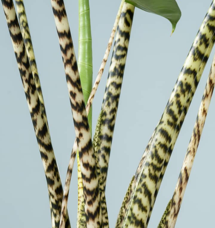 Alocasia 'Zebrina' - plastikfrei L