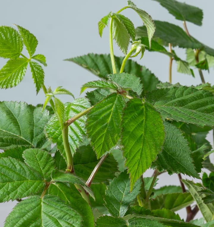 BIO Brombeere 'Thornless Evergreen'