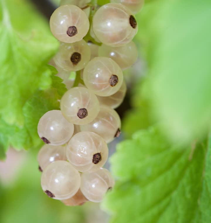 BIO Weiße Johannisbeere 'Weisse Versailler'