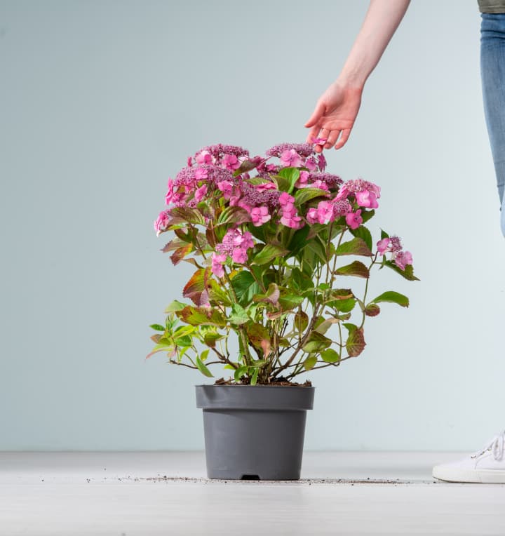 Hortensie 'Cotton Candy®'