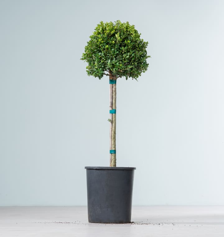 Ilex 'Dark Green®' - Stämmchen