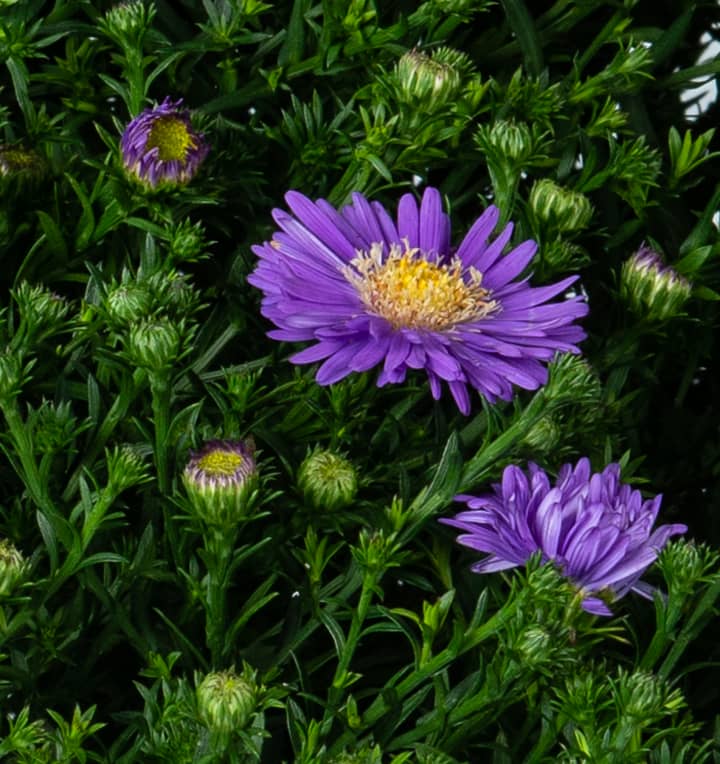 Kissen-Aster 'Sapphire'