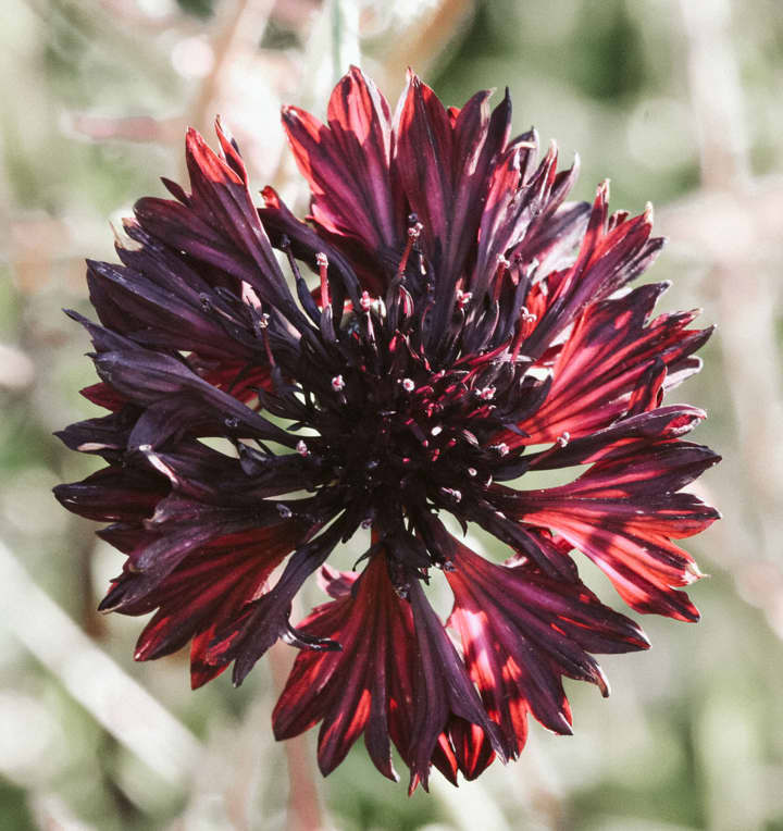 Jora Dahl Saatgut Kornblume 'Black Ball'