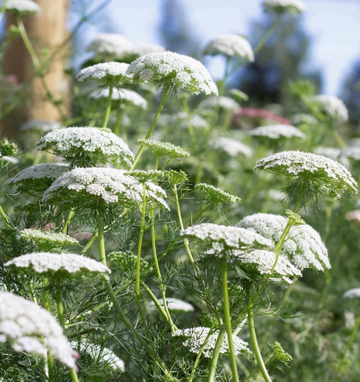 Jora Dahl Saatgut Knorpelmöhre 'Ammi majus'