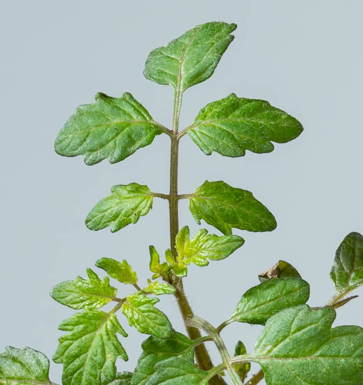 BIO Cherrytomate 'Pepe' - 3 Stück