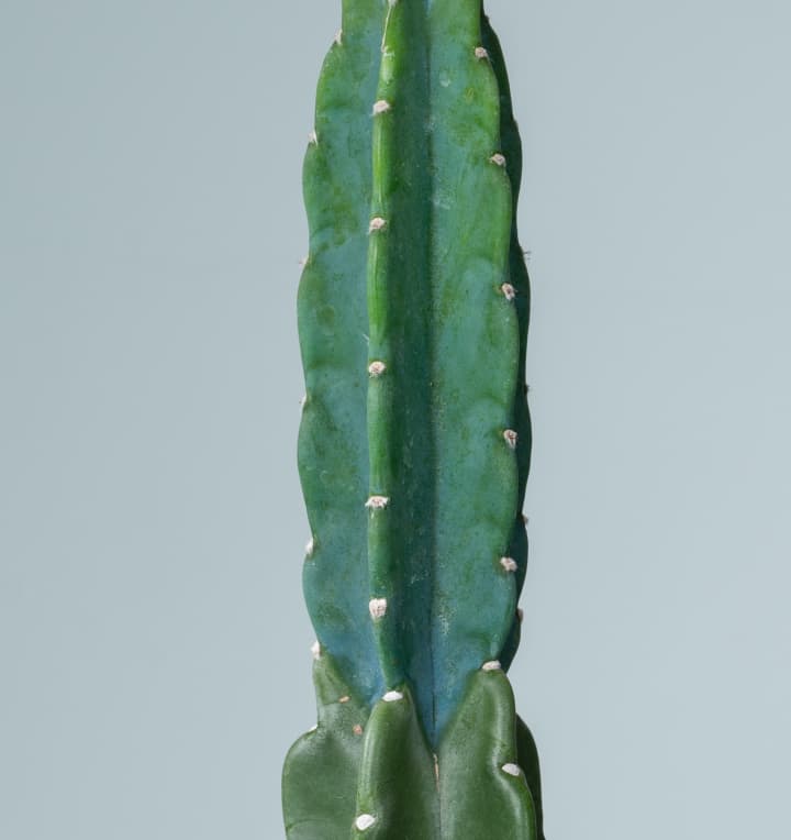 Kaktus 'Jamacaru'
