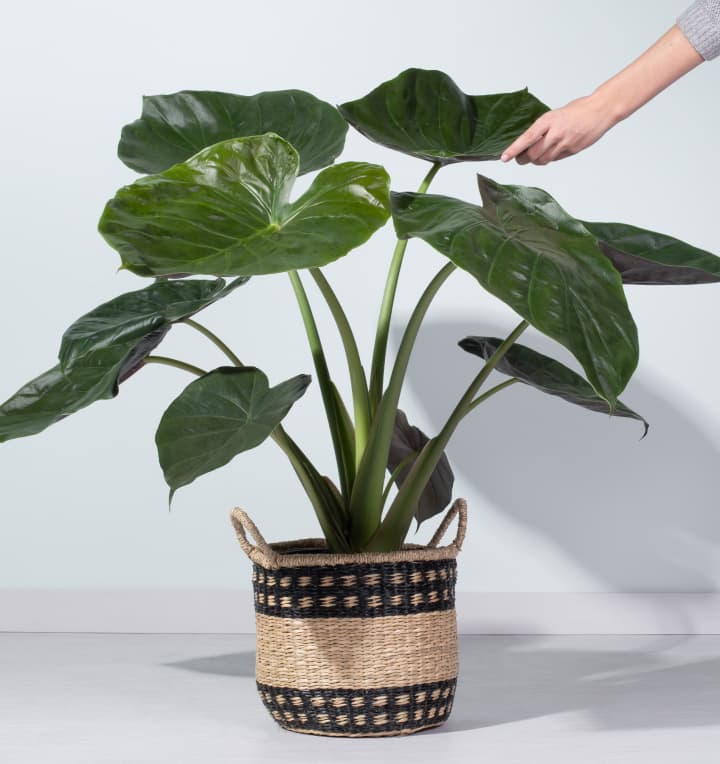 Alocasia 'Wentii'