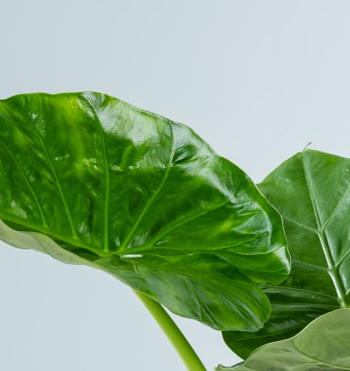 Alocasia 'Macrorrhiza'