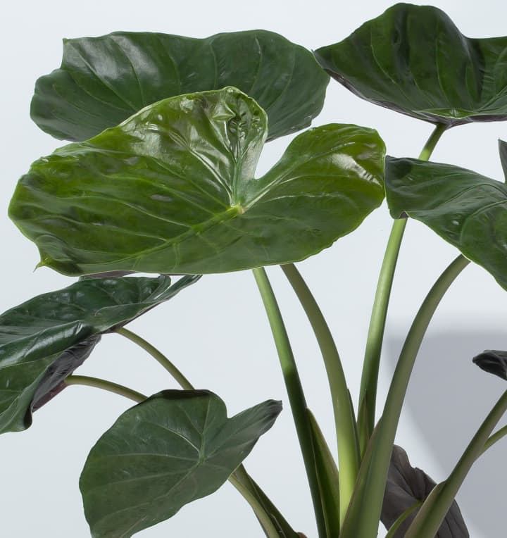 Alocasia 'Wentii'