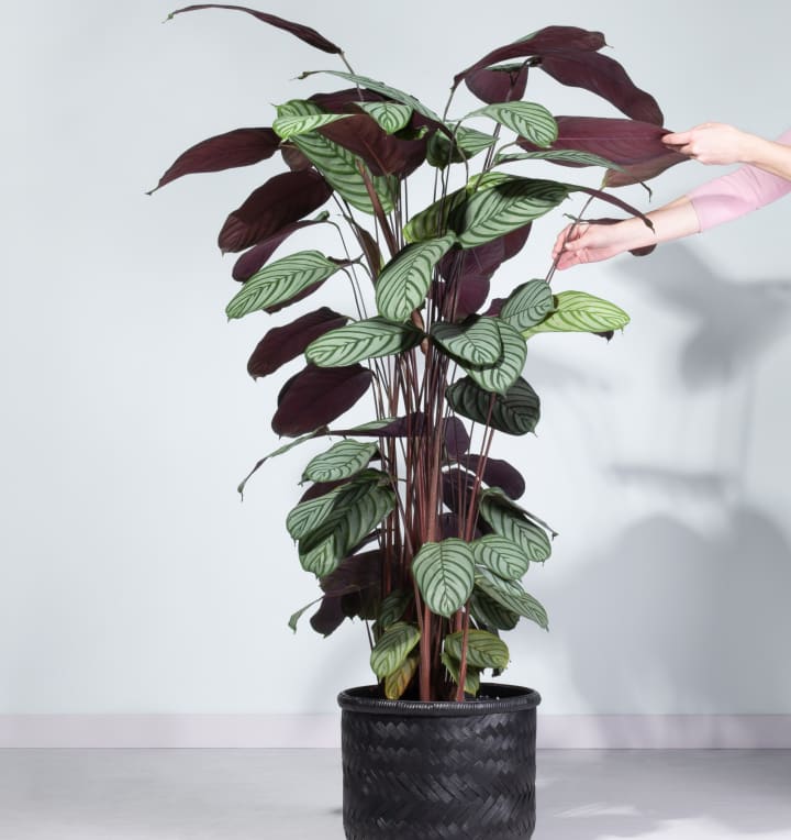 Calathea 'Oppenheimiana' XL