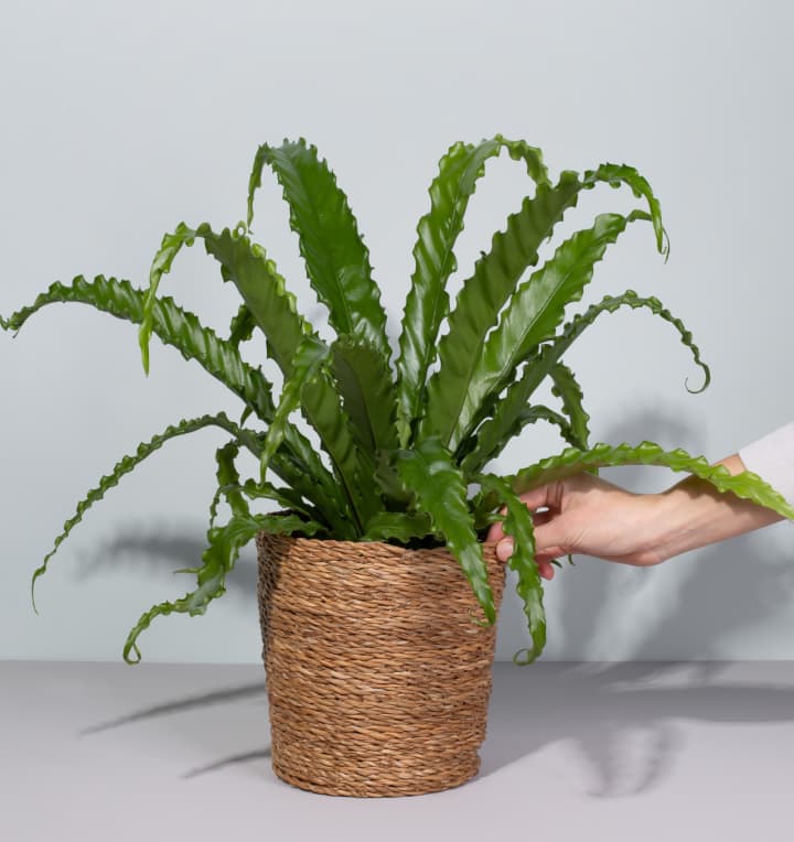 Asplenium 'Osaka' M