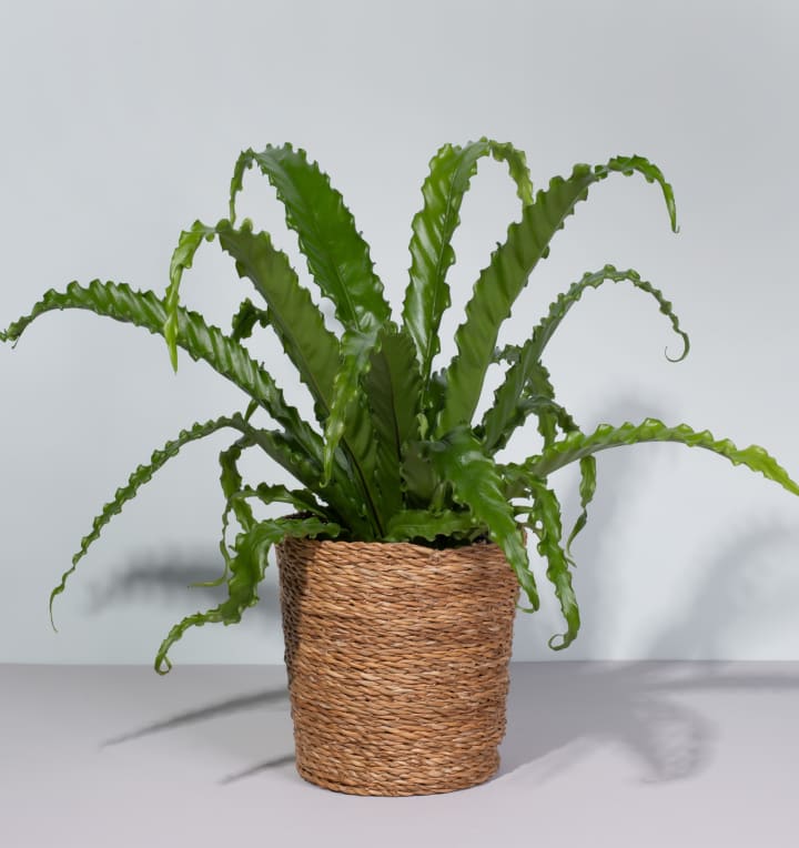 Asplenium 'Osaka' M