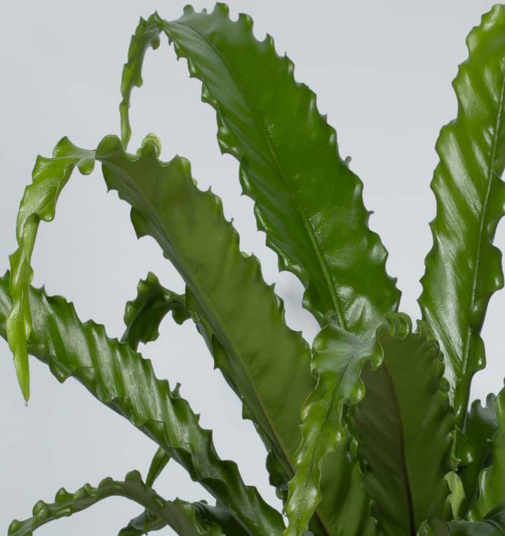 Asplenium 'Osaka' M