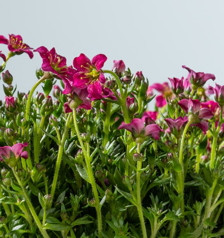 Steinbrech Rot 3 Stück