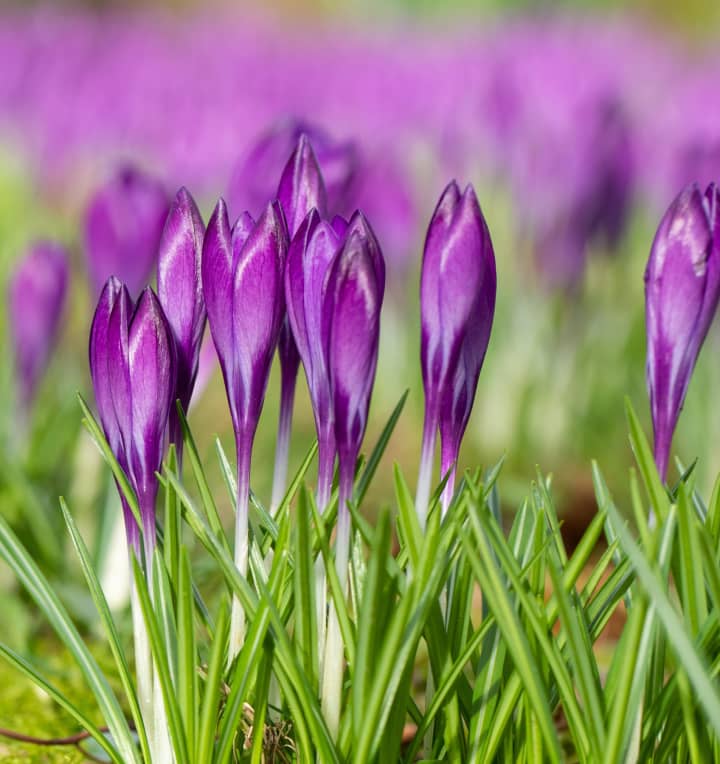 Krokus Blau - 3 Stück