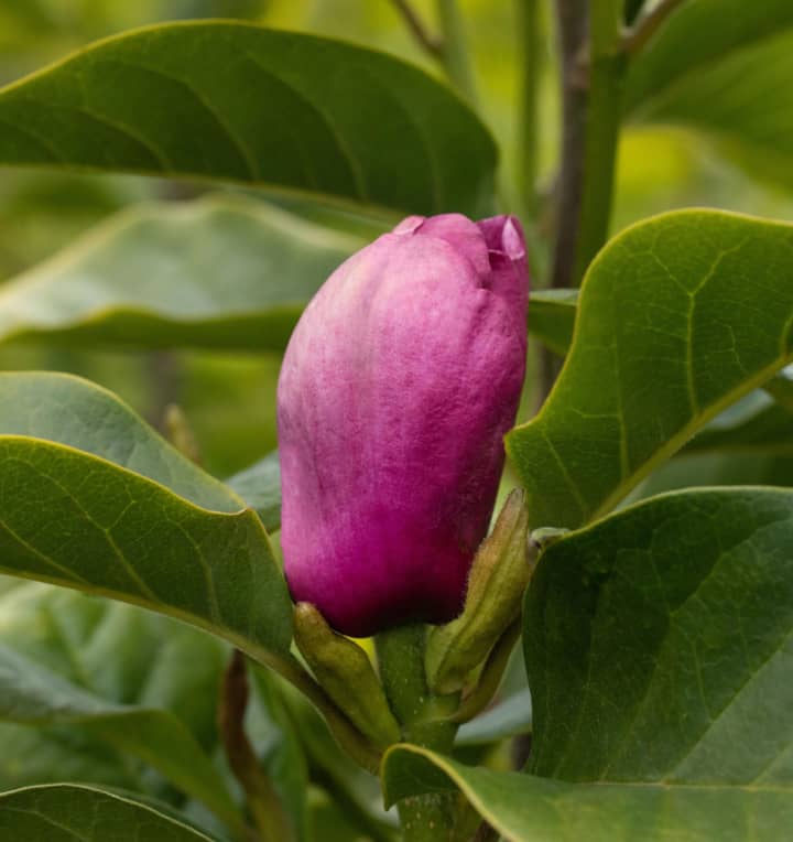 Magnolie 'Black Tulip'