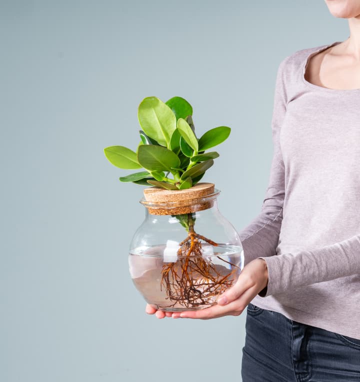 Waterplant Balsamapfel 'Rosea' im Glas