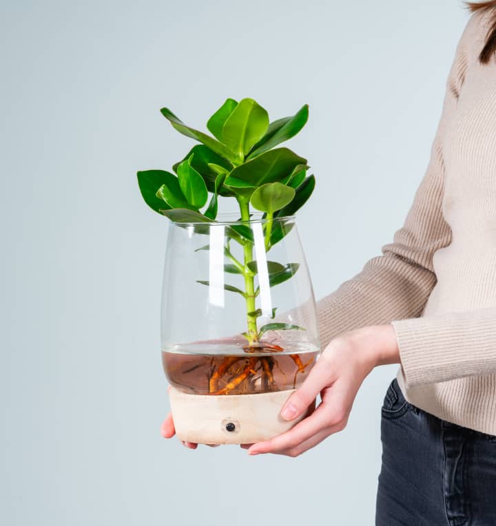 Waterplant Balsamapfel 'Rosea' im Glas mit LED