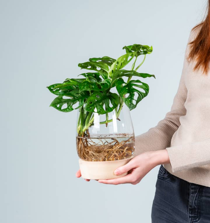 Waterplant Monstera 'Adansonii' im Glas mit LED