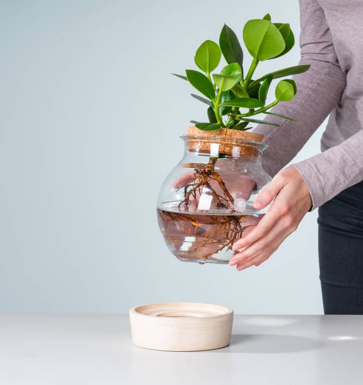 Waterplant Balsamapfel 'Rosea' im Glas mit LED und Korkdeckel