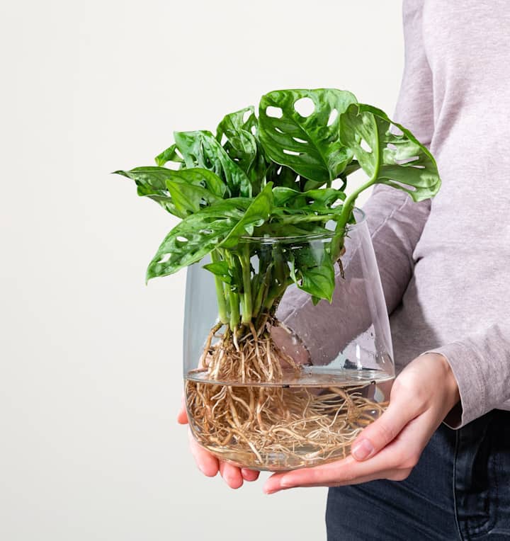 Waterplant Monstera 'Adansonii' im Glas