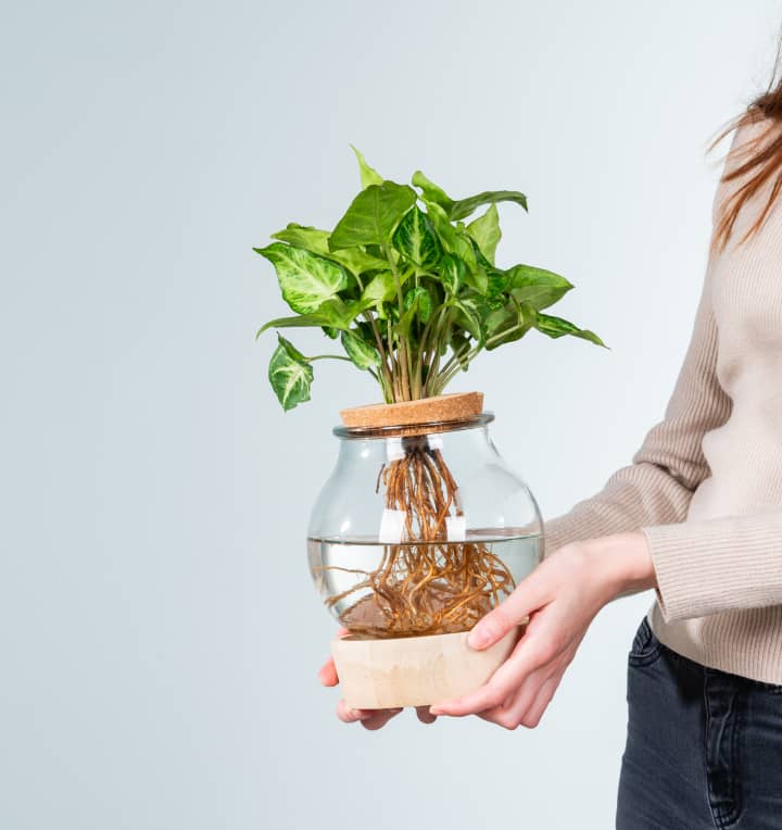 Waterplant Syngonium 'Pixi' im Glas mit LED