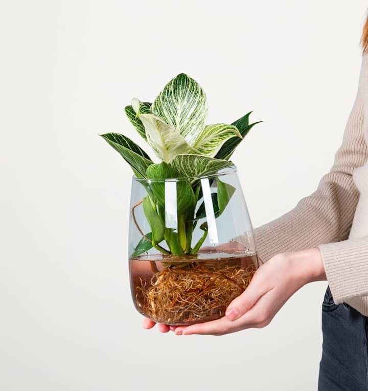 Waterplant Philodendron 'White Wave' im Glas